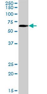 FAF1 Antibody in Western Blot (WB)