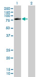 FAF1 Polyclonal Antibody, MaxPab™