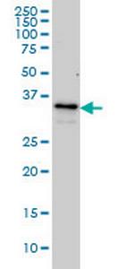 ZWINT Monoclonal Antibody (6D3)
