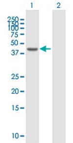 KPTN Polyclonal Antibody, MaxPab™