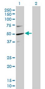 KPTN Polyclonal Antibody, MaxPab™