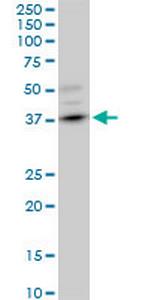DMC1 Monoclonal Antibody (4A10)