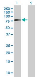 HHLA2 Polyclonal Antibody, MaxPab™