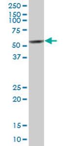 FICD Antibody in Western Blot (WB)