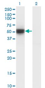 HYPE Antibody in Western Blot (WB)