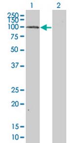 MAP4K5 Monoclonal Antibody (3H3)