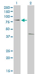 POLI Antibody in Western Blot (WB)