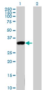 KLK8 Polyclonal Antibody, MaxPab™