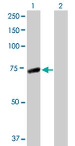 IRAK3 Polyclonal Antibody, MaxPab™