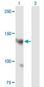 AKAP13 Polyclonal Antibody, MaxPab™