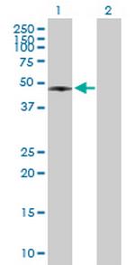 RASSF8 Polyclonal Antibody, MaxPab™