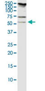 RASSF8 Monoclonal Antibody (2G1)