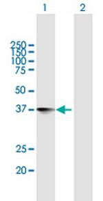 NXPH4 Polyclonal Antibody, MaxPab™