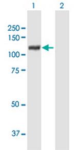 XPOT Polyclonal Antibody, MaxPab™