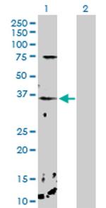 CHP Antibody in Western Blot (WB)