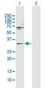 SNF8 Polyclonal Antibody, MaxPab™