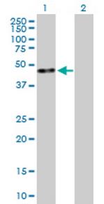 KLF8 Polyclonal Antibody, MaxPab™