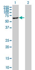 MGAT4B Polyclonal Antibody, MaxPab™