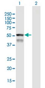 CYP4F8 Polyclonal Antibody, MaxPab™