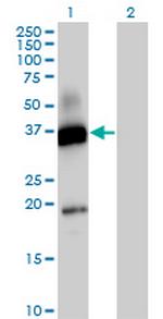CD300A Antibody in Western Blot (WB)