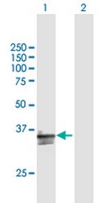 CD300A Polyclonal Antibody, MaxPab™