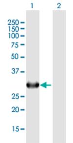 COPE Polyclonal Antibody, MaxPab™