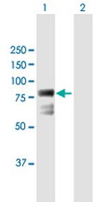 ECD Polyclonal Antibody, MaxPab™