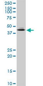 XAB1 Polyclonal Antibody, MaxPab™