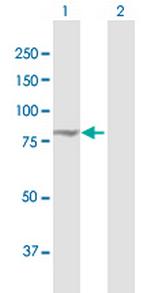 EXOC3 Antibody in Western Blot (WB)