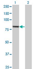 EXOC3 Monoclonal Antibody (4A7)