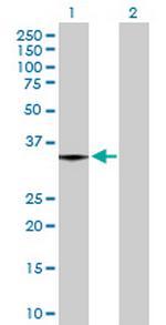 MGLL Polyclonal Antibody, MaxPab™