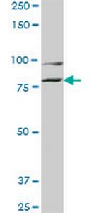 COG2 Monoclonal Antibody (3H8)