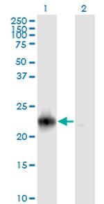 RRAS2 Antibody in Western Blot (WB)