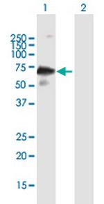 IKZF3 Polyclonal Antibody, MaxPab™