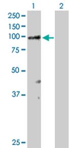 RASA3 Polyclonal Antibody, MaxPab™