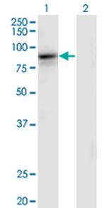 RASA3 Antibody in Western Blot (WB)
