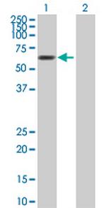 MTF2 Antibody in Western Blot (WB)