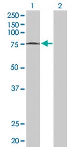 MTF2 Antibody in Western Blot (WB)