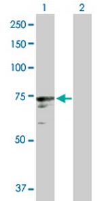 ICK Polyclonal Antibody, MaxPab™