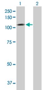 NLGN1 Antibody in Western Blot (WB)