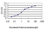 NLGN1 Monoclonal Antibody (2G7)