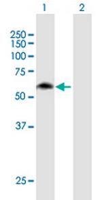 MON1B Polyclonal Antibody, MaxPab™