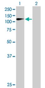 ZHX2 Polyclonal Antibody, MaxPab™