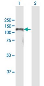 BAHD1 Polyclonal Antibody, MaxPab™