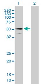 RUFY3 Polyclonal Antibody, MaxPab™