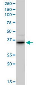 RALY Polyclonal Antibody, MaxPab™