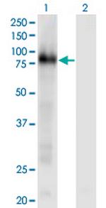 CD93 Monoclonal Antibody (3D12)