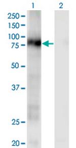 CD93 Monoclonal Antibody (1A4)