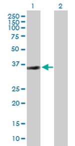 SIRT2 Polyclonal Antibody, MaxPab™