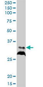RPIA Polyclonal Antibody, MaxPab™